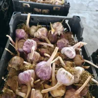 سیرمحلی ۱۳۰تومان عمده و خورده