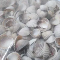 صدف ساحل تزئینی