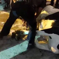 قصاب گاو گوساله گوسفند