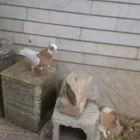 طوق زرد ماده ۸پره پاک پاک