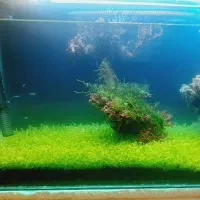 اکواریوم پلنت حرفه ای