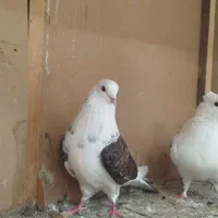 کبوتر تکپر پرشی