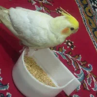 عروس هلندی