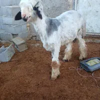 بره قوچ شهرکردی وترکی