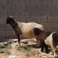 شیشک