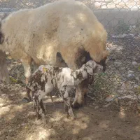 گوسفند بابره