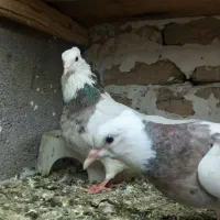 کبوتر طوقی و سوری