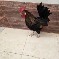 دو عدد خروس