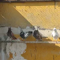 کبوتر مایه