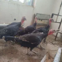 بوقلمون