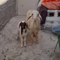 میش جوان  با بره