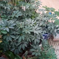 گل شفلرا
