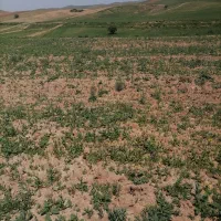 سرکارگر زمین کشاورزی نیروی مجرب وجوان کار بلد
