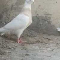 طوقی|پرنده|سی‌سخت, |دیوار