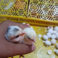 جوجه گلین