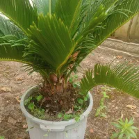 سیکاس