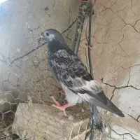 کبوتر جوقی گرفتنی نر