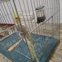 فروش عروس هلندی ماده