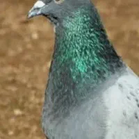 کبوتر چاهی