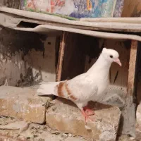 سه تا جونه ۷۰۰ تومن