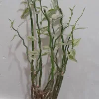 گل های پر پشت ،سرحال،مقاوم،مناسب دکور