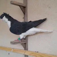 ۱۰ تا کبوتر رنگی آس شازده دم سفید طوقی