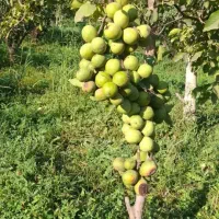 انواع نهال گردو ژنوتیپ و اسرائیلی
