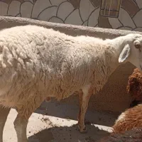 قوچ جوان