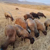 ۲۳گوسفند   آبستن جوان شیره دار  باب داشت