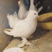 یه جفت کفتر زینتی