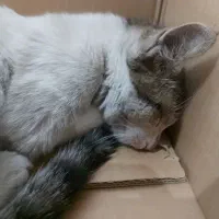 گربه dsh واگذاری