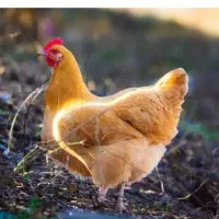 مرغ تخم گذار جوان