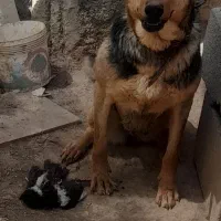 سگ ژرمن شپرد ماده