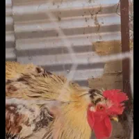 مرغ و خروس