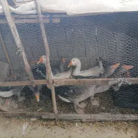 غاز|حیوانات مزرعه|گرگان, |دیوار