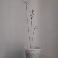گل نخل مرداب