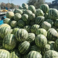 هندوانه گوسفندی وقابل استفاده