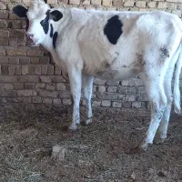 گوساله ماده