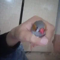 فنج