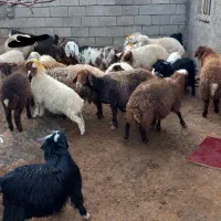 گوسفند بز بره