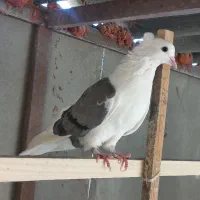 دوکت سبز