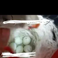 نیا زمنده تخم رگ بسته سهره کرمونی یا رسمی