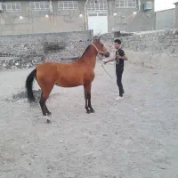 مادیان کرد سواری دار