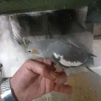جوجه عروس هلندی