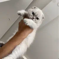 بچه بریتیش و اسکاتیش