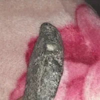 شهاب سنگ راف