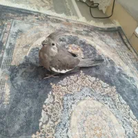 عروس هلندی