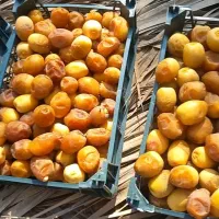 رطب برحی درجه یک  تمیز ودرشت محصول طلای جنوب