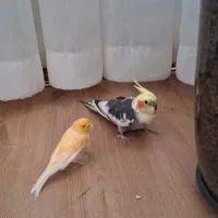 قناری و عروس هلندی