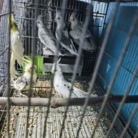 پرنده|پرنده|خرمشهر, |دیوار